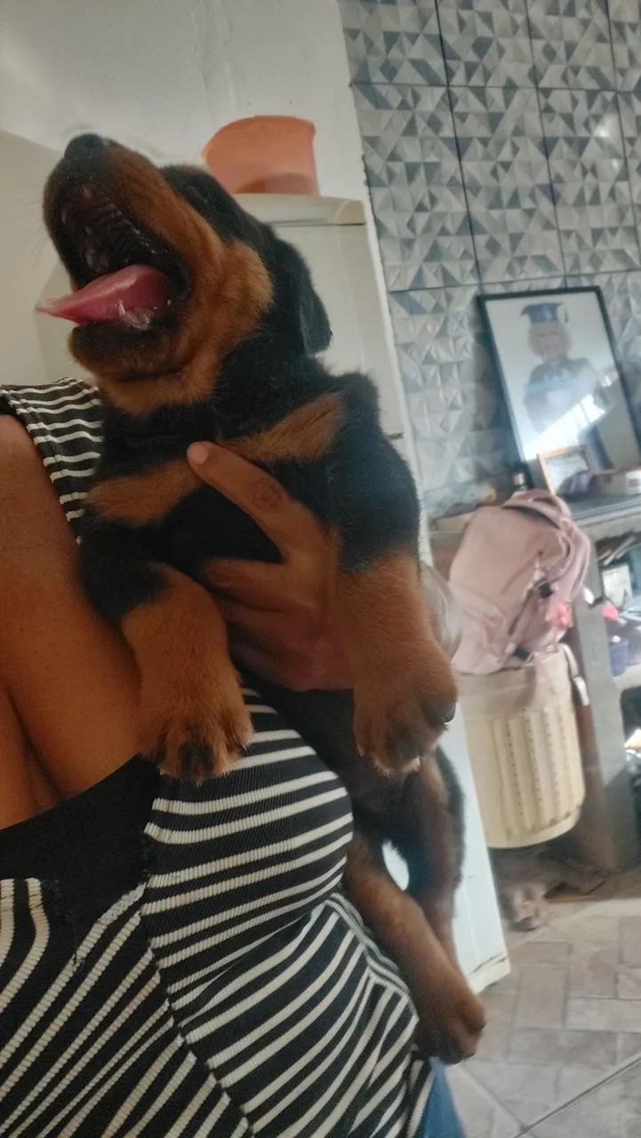 Bebe Rotwaler cabeça de touro - Foto 2