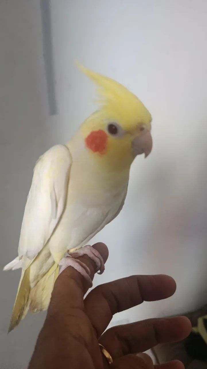 Pet lutina olhos vermelhos 