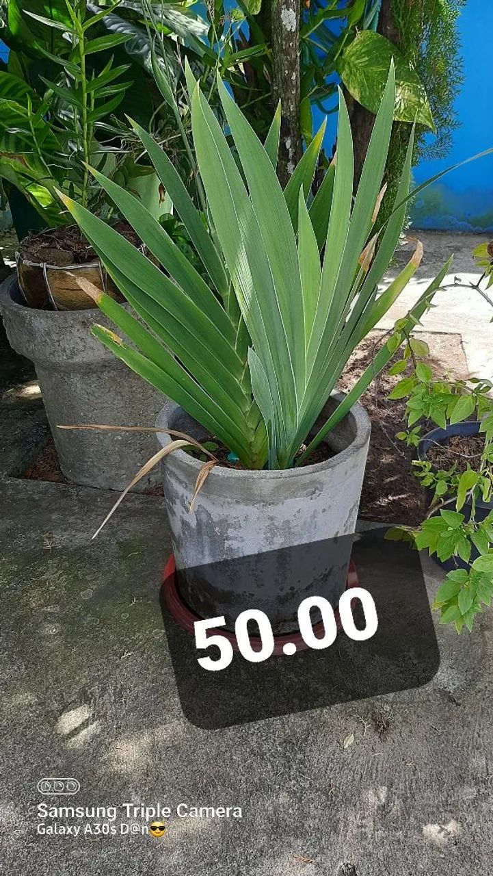 Plantas de dona Nice  - Foto 2