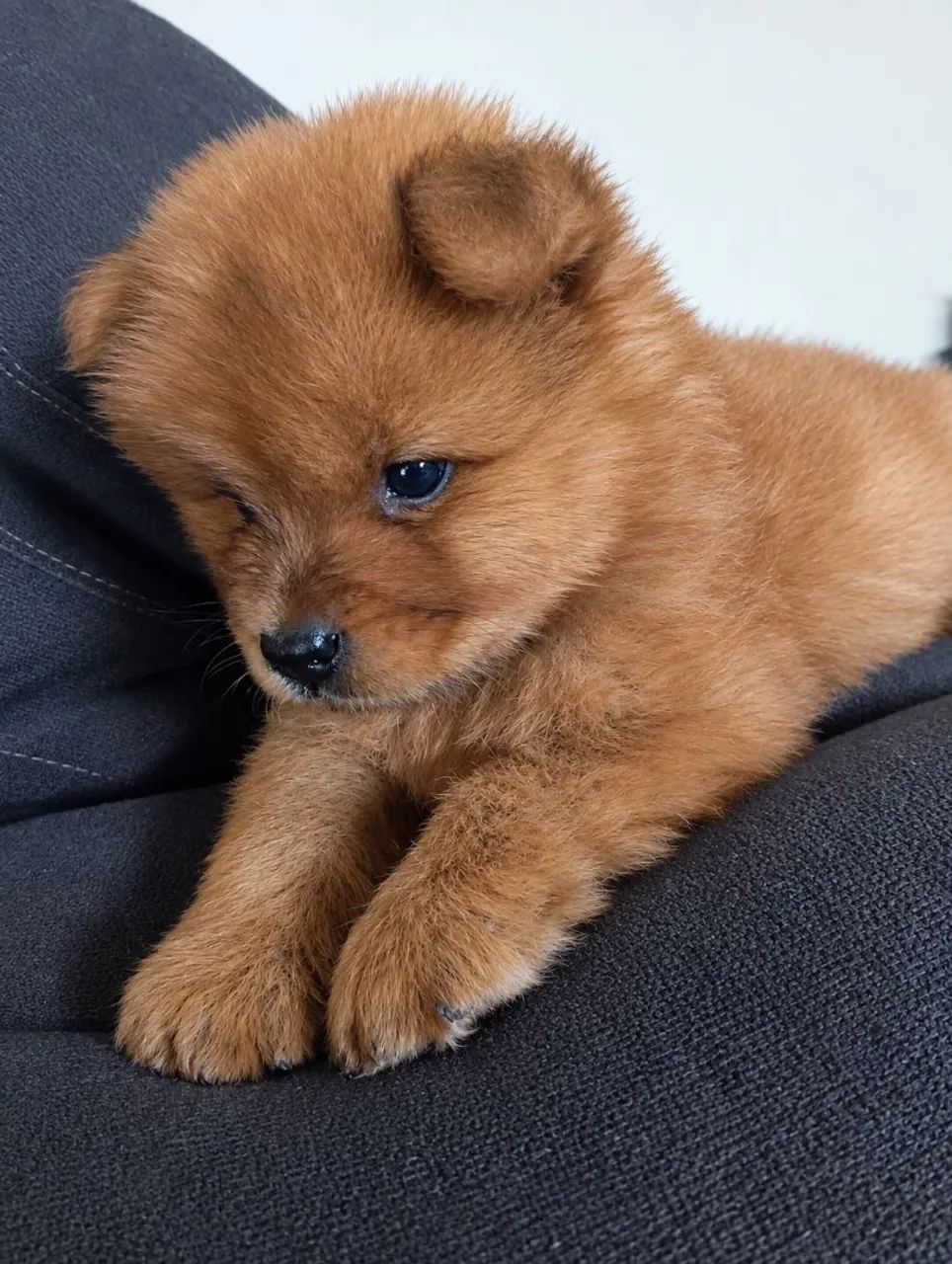 Filhotes de Chow Chow  - Foto 2