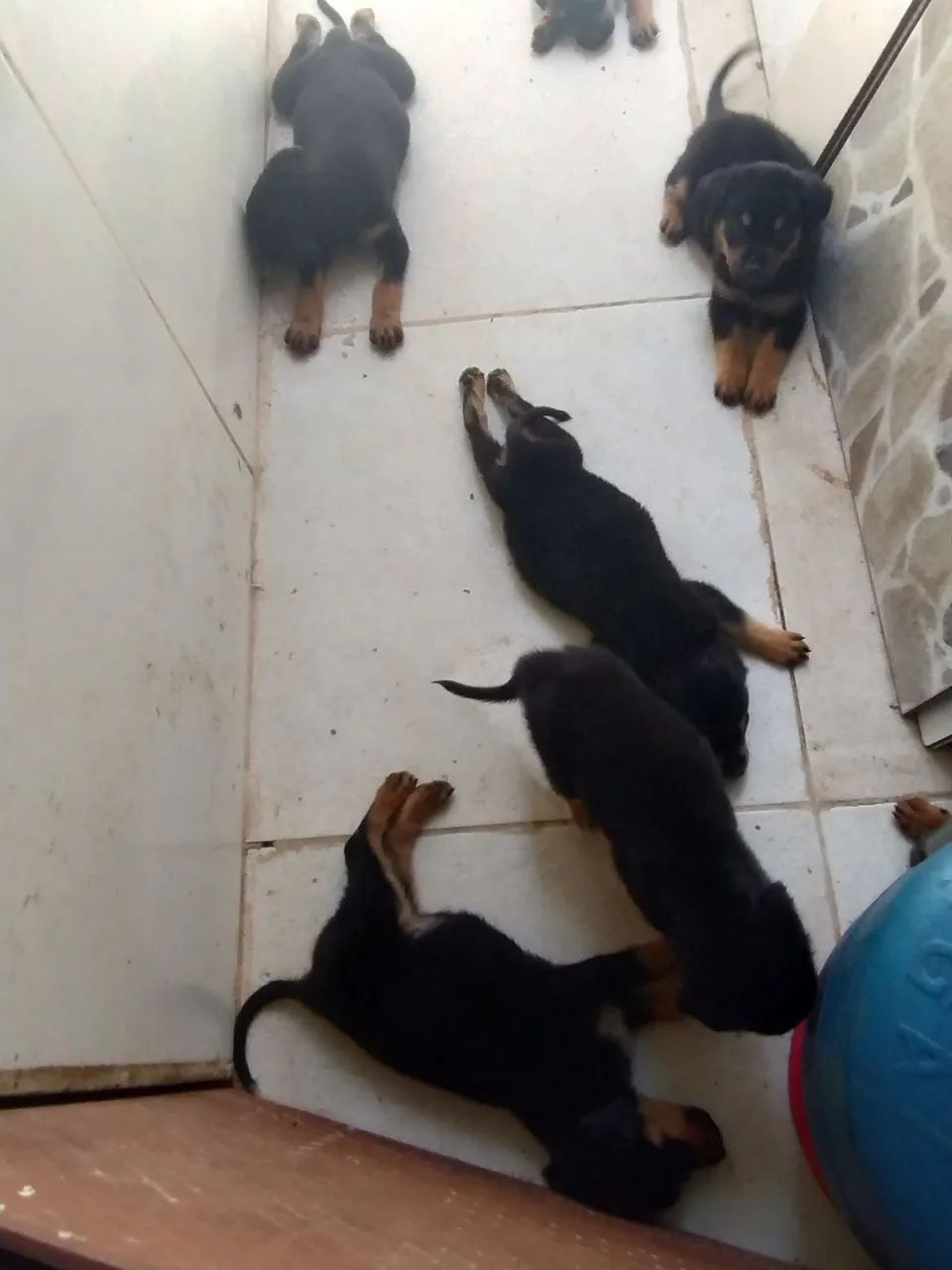 FILHOTES DE ROTTWEILER! - Foto 5