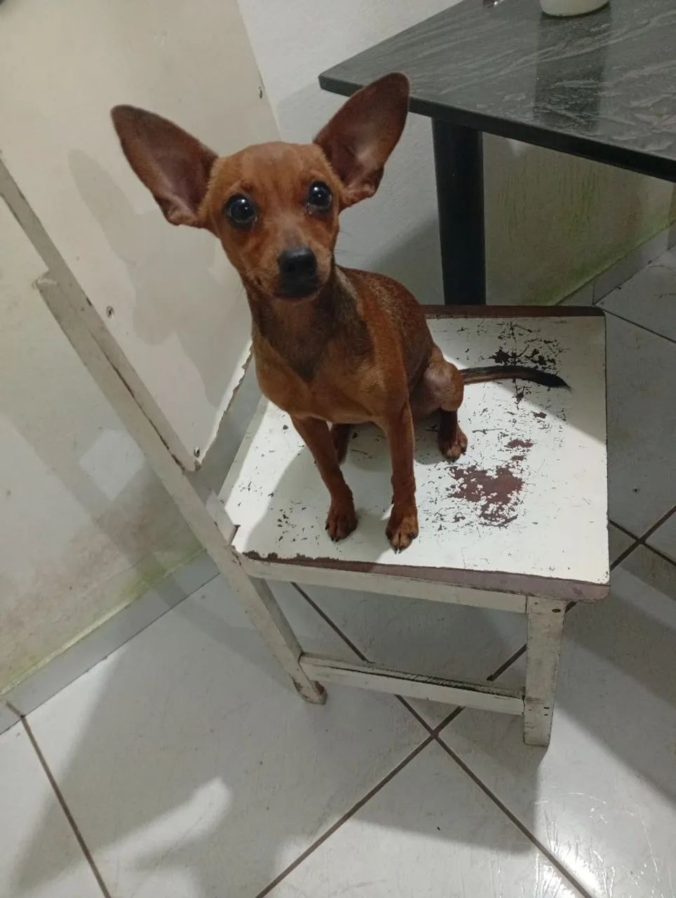 Vende-se uma cachorra  - Foto 5