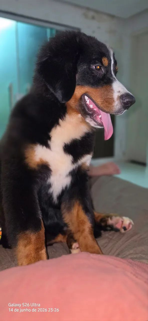 Filhote Bernese  - Foto 3