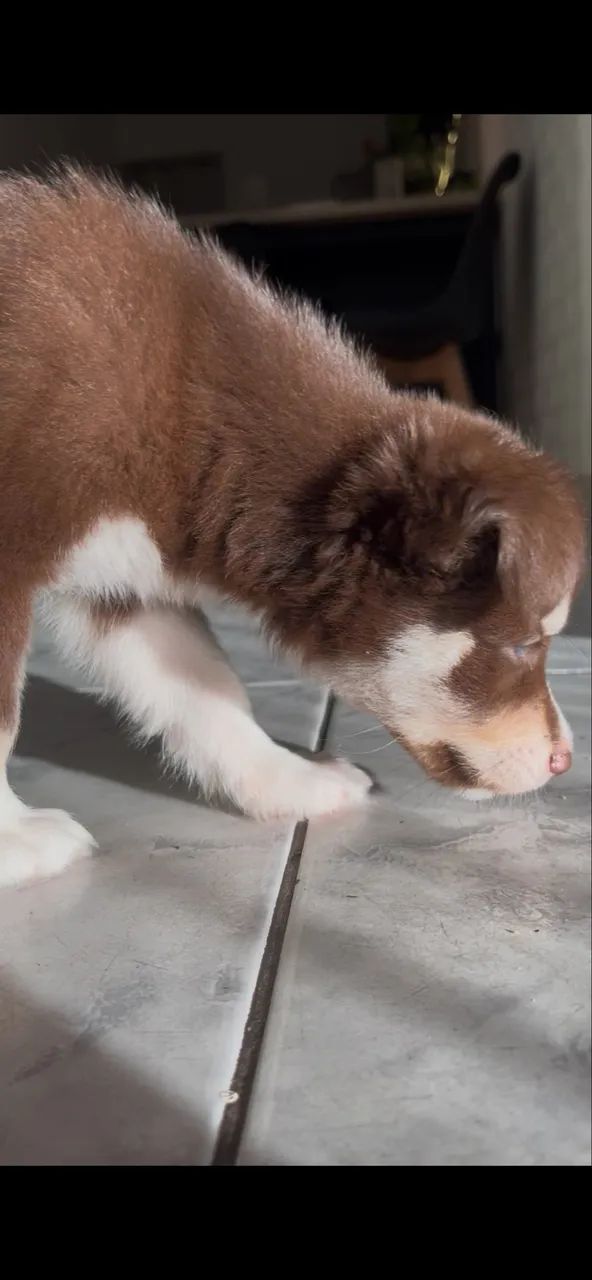 Husky siberiano de 45 dias fêmea  - Foto 3