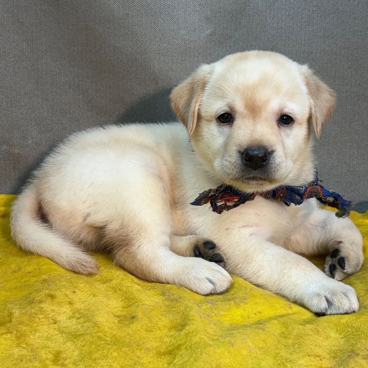 Labrador Retriever 