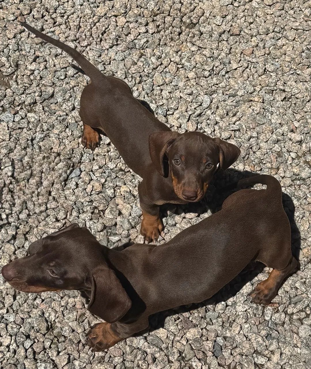 Dachshund - macho chocolate  - Foto 4