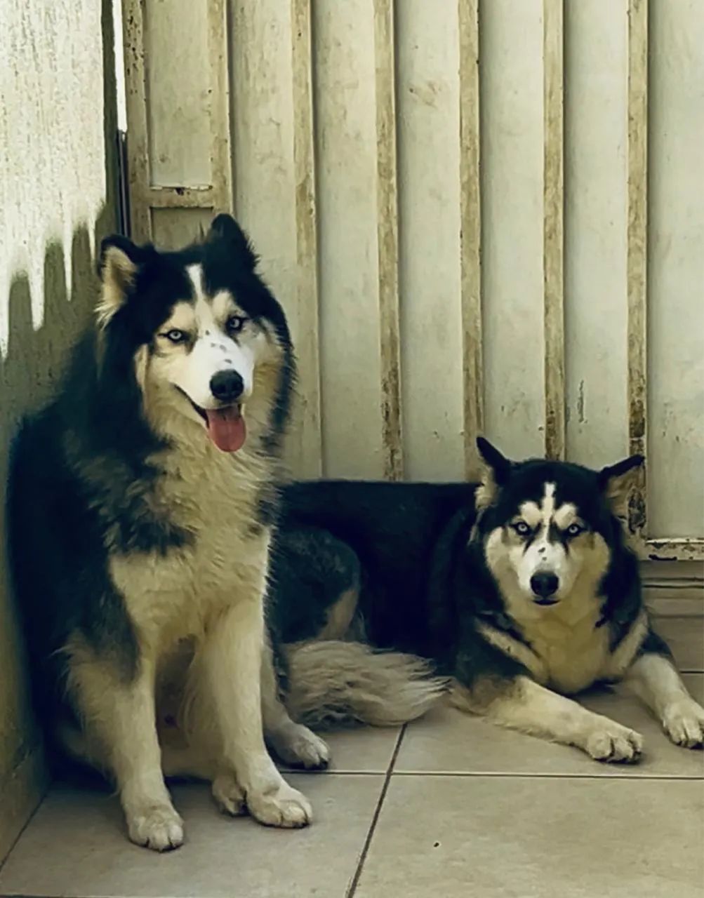 Filhotes Husky Siberiano Originais Pedigree Vacinados Vermifugados - Foto 2