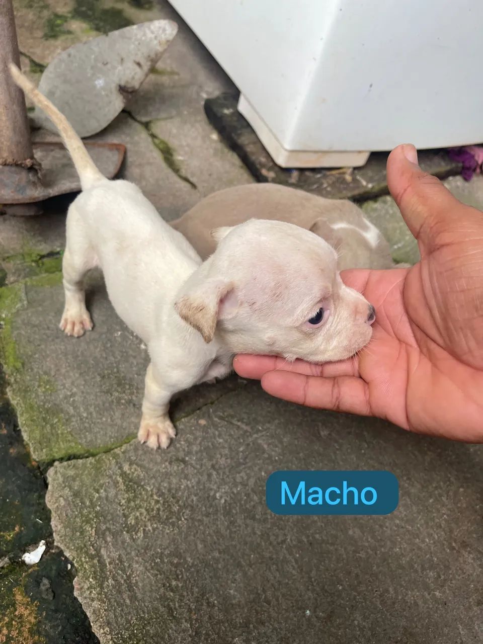 Vendo filhote de pitbull  - Foto 5