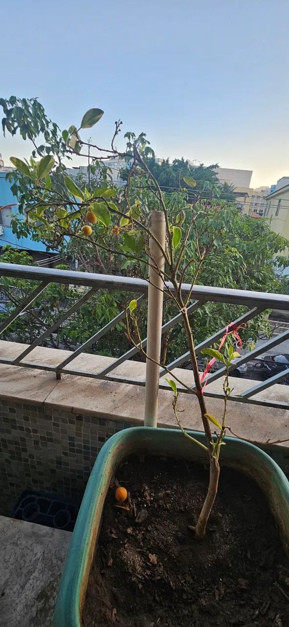 Plantas bem cuidadas - Foto 4
