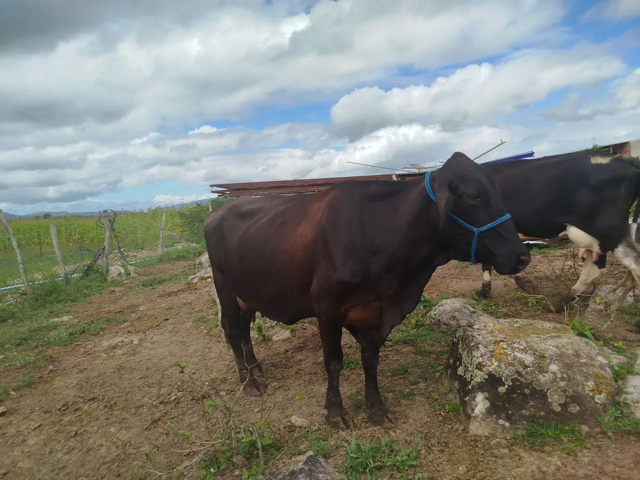Vacas de leite 