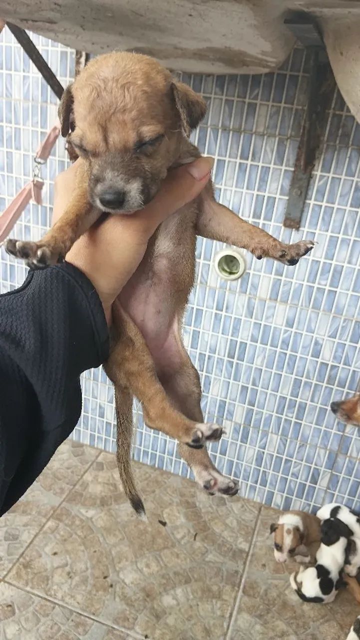 Chorros - Foto 2