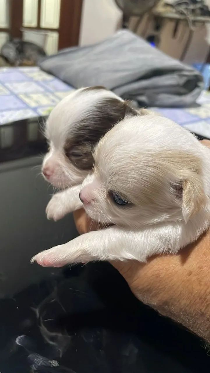 Chihuahua  - Foto 2