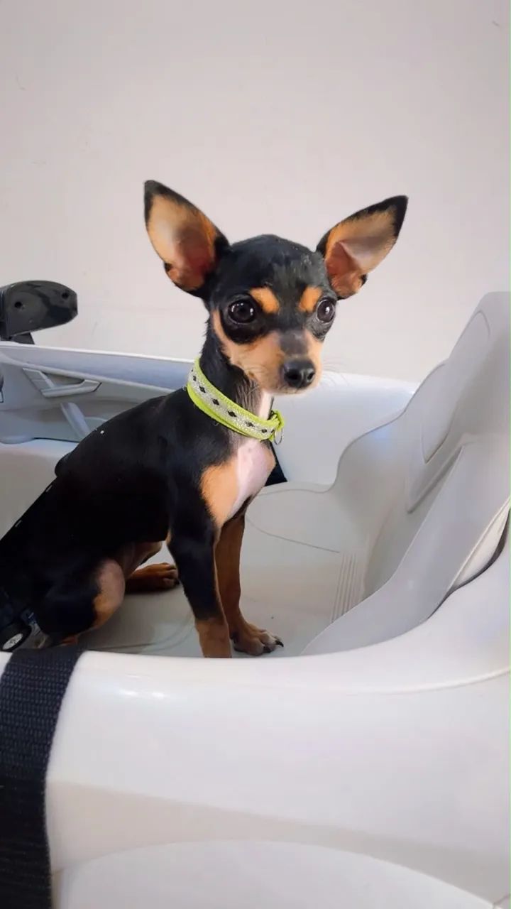 Pinscher 1 - Foto 3
