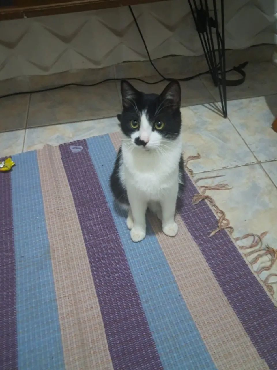 Gatos - Foto 2