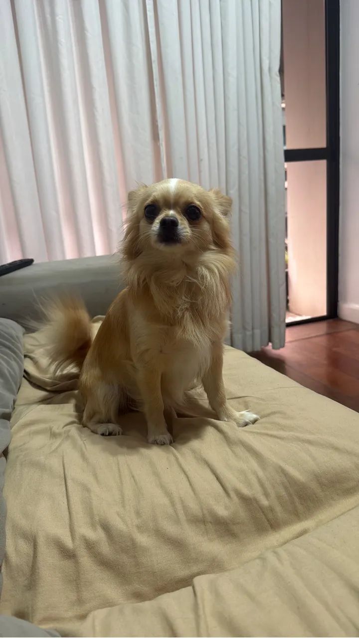 Cachorro  - Foto 5