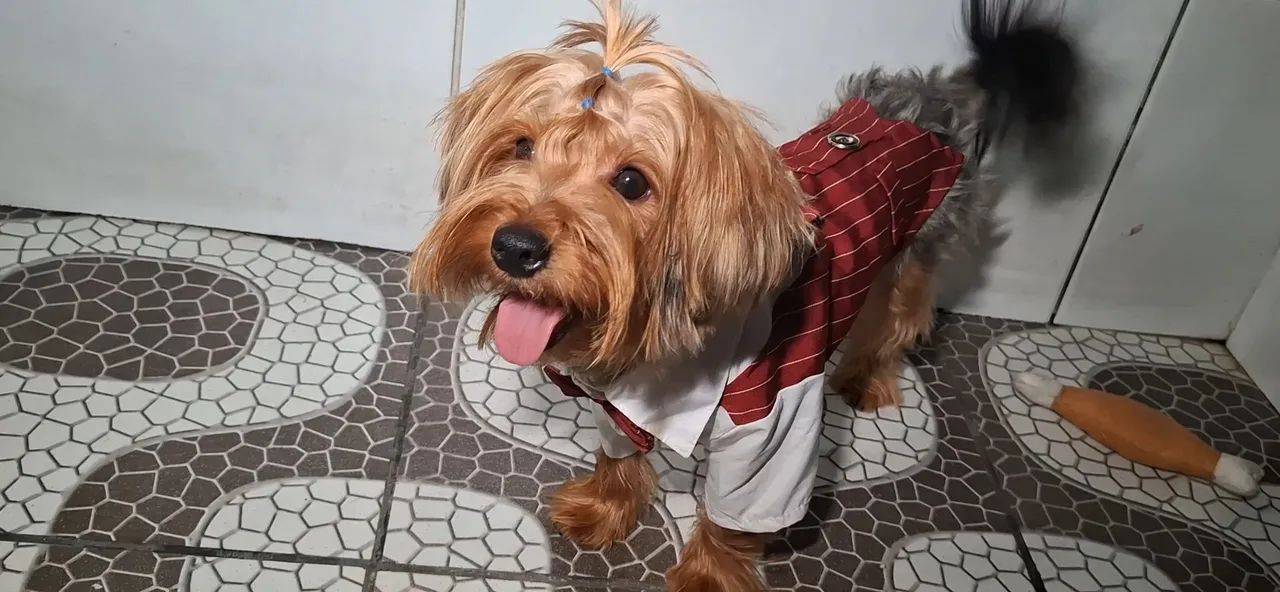 Yorkshire Terrier Macho  - Foto 2