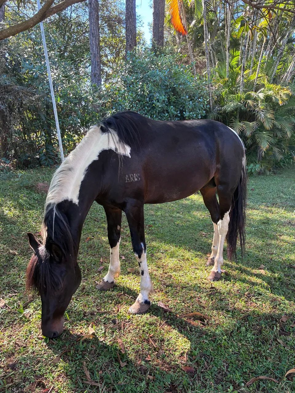 Cavalo MM - Registrado e Chipado - Foto 2