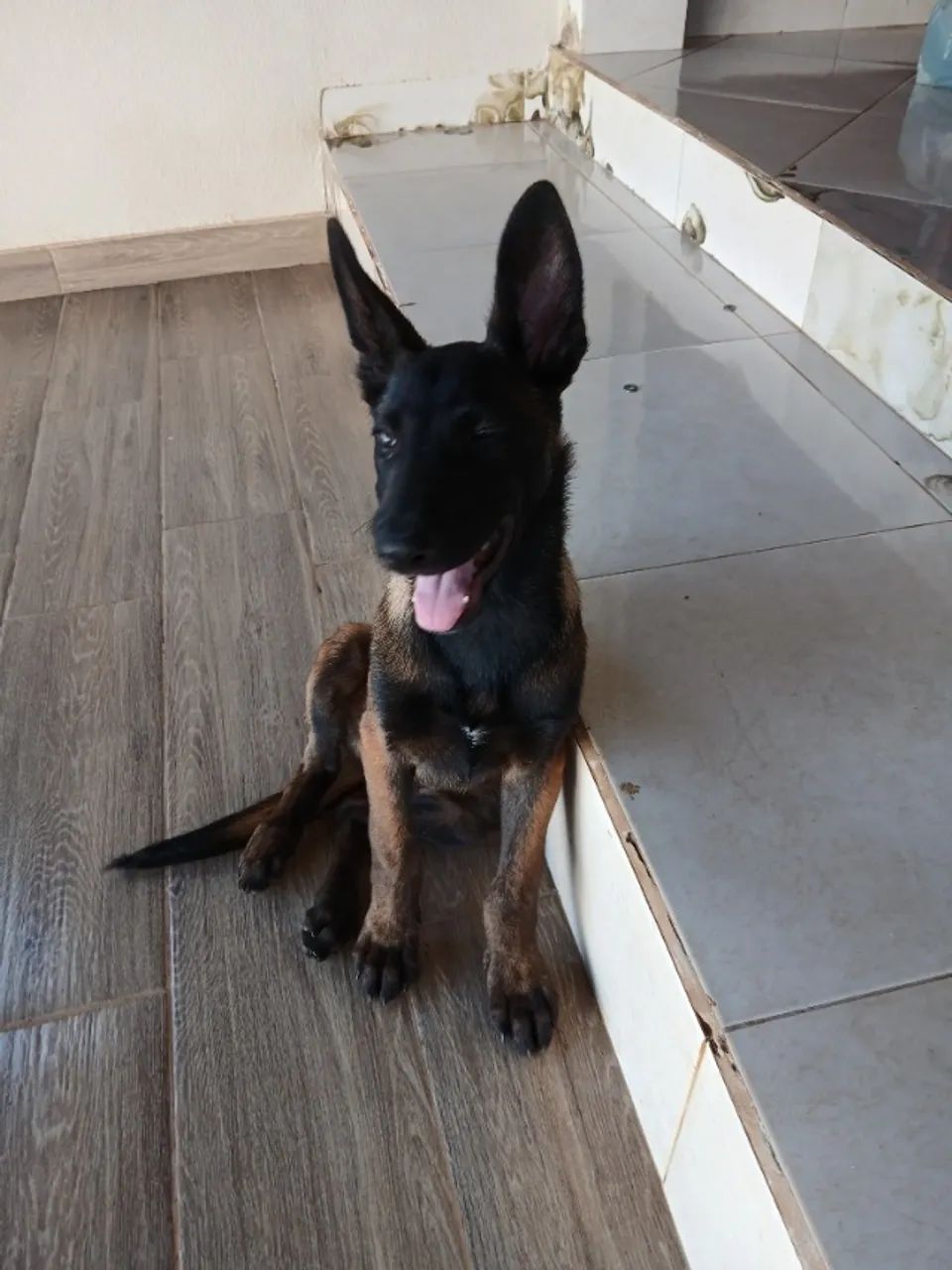 Pastor belga - Foto 4