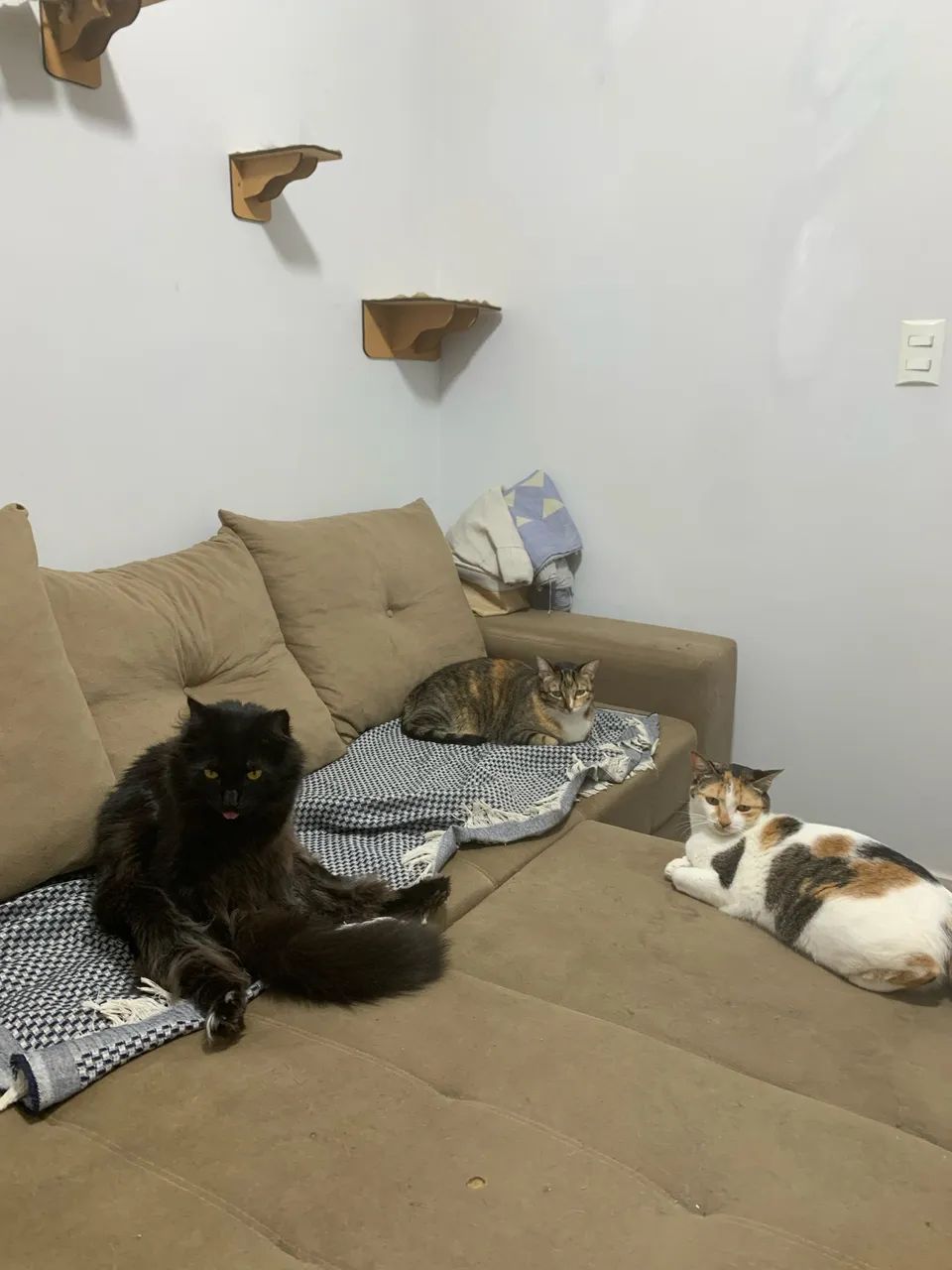 PET SITTER | DOG WALKER | BABA DE PET - Foto 4