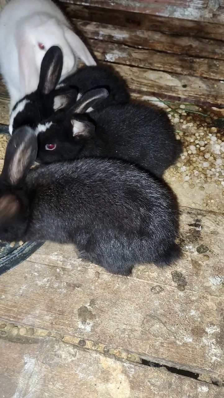 Coelhos  - Foto 2