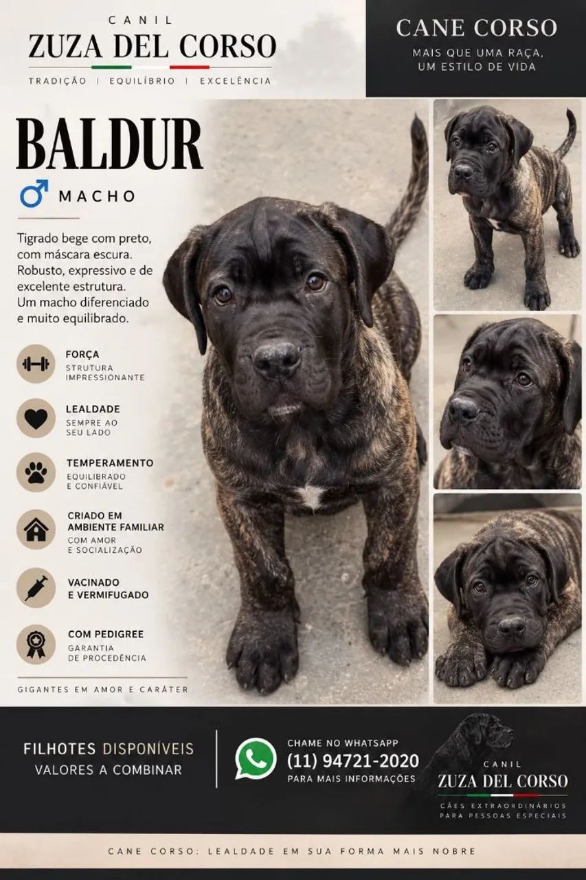 Filhote Cane Corso  - Foto 2