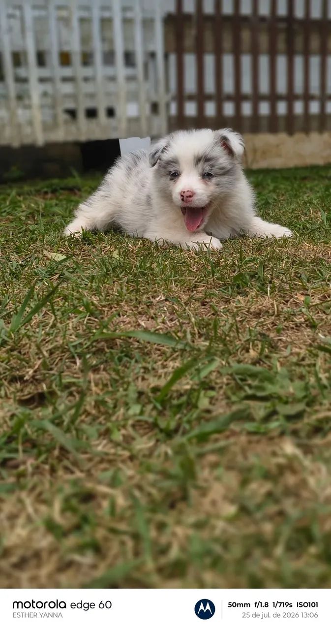 Último border collie (exótico) - Foto 3