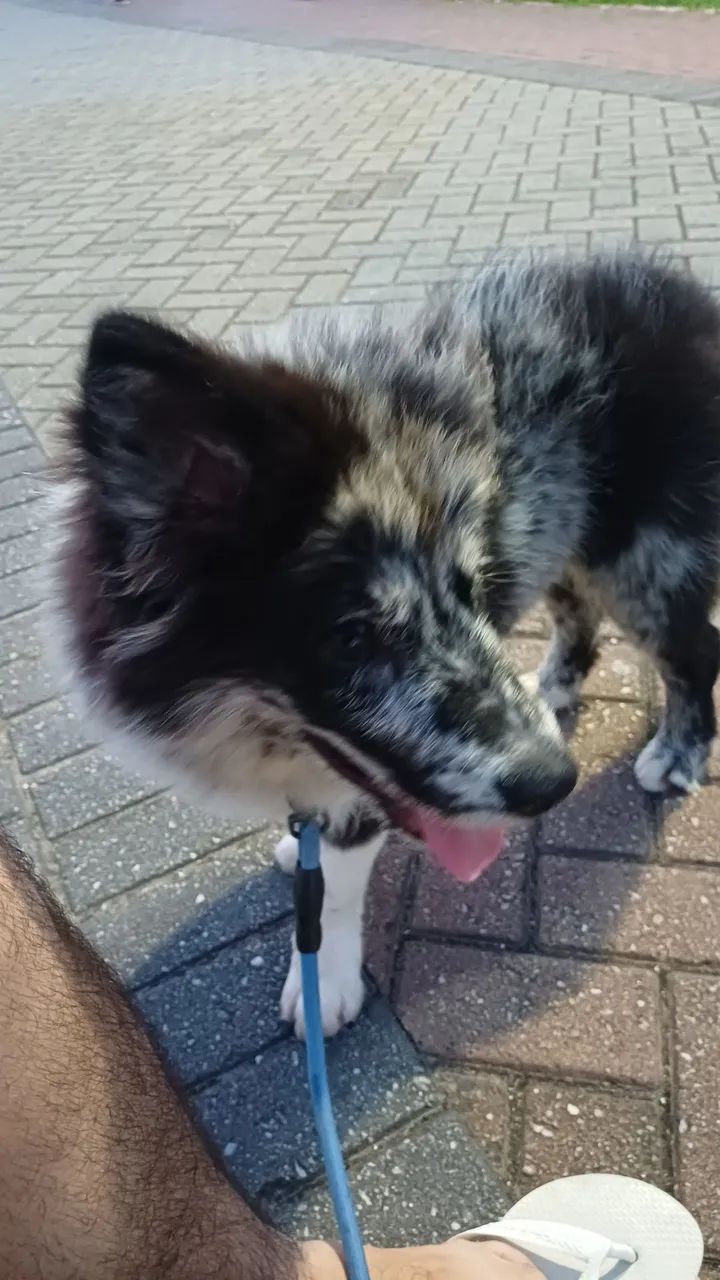 Border collie  - Foto 4