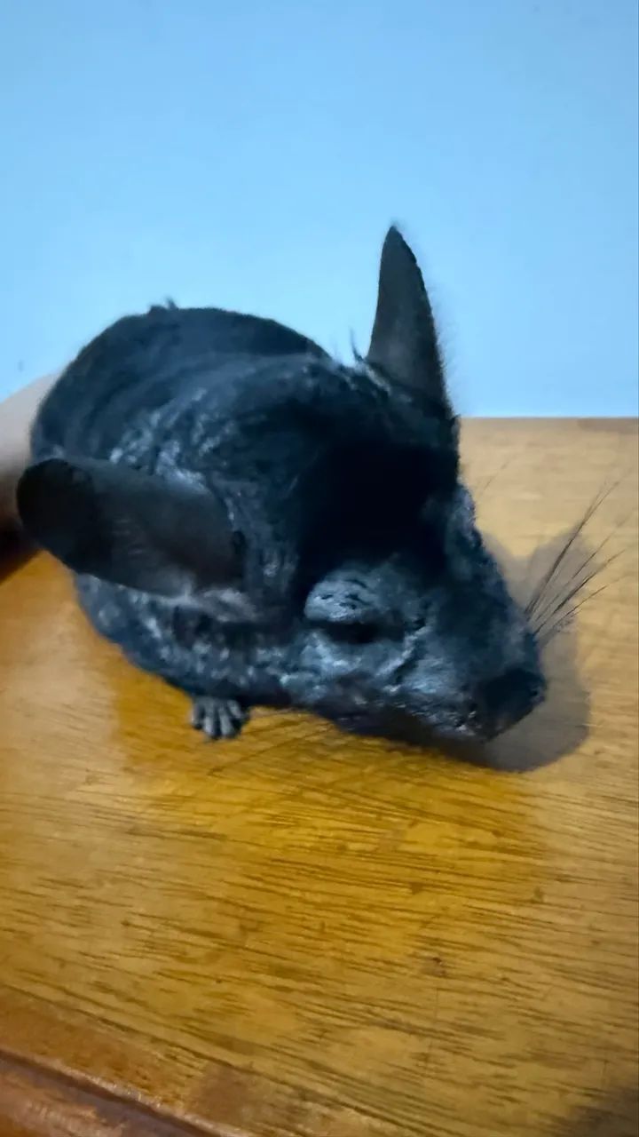 Chinchila com gaiola  - Foto 2