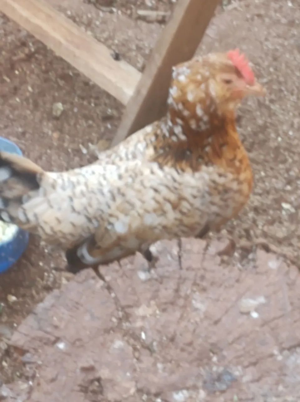 Galinha pintadinha garnisé 60 reais. - Foto 2