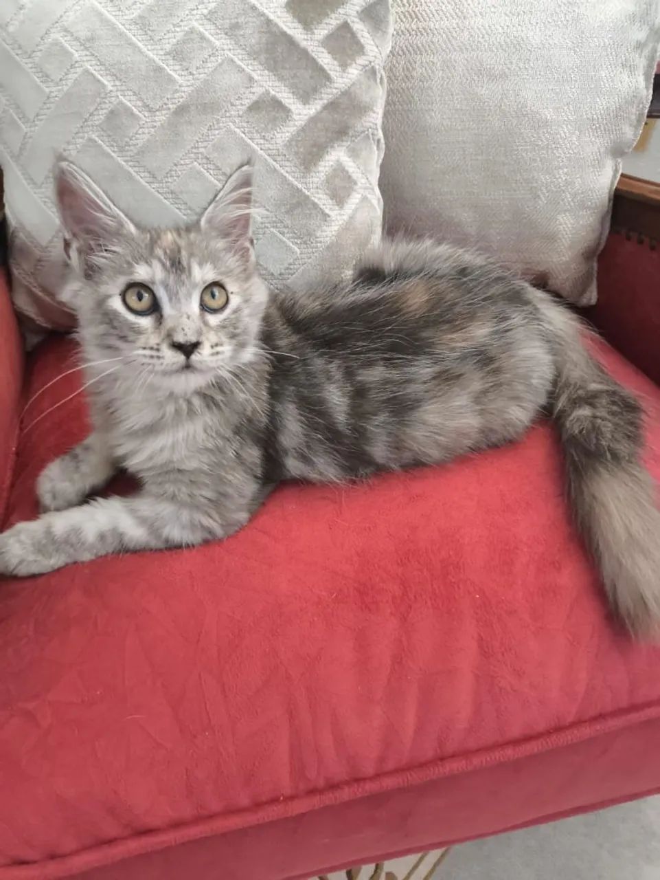 Maine Coon  - Foto 3