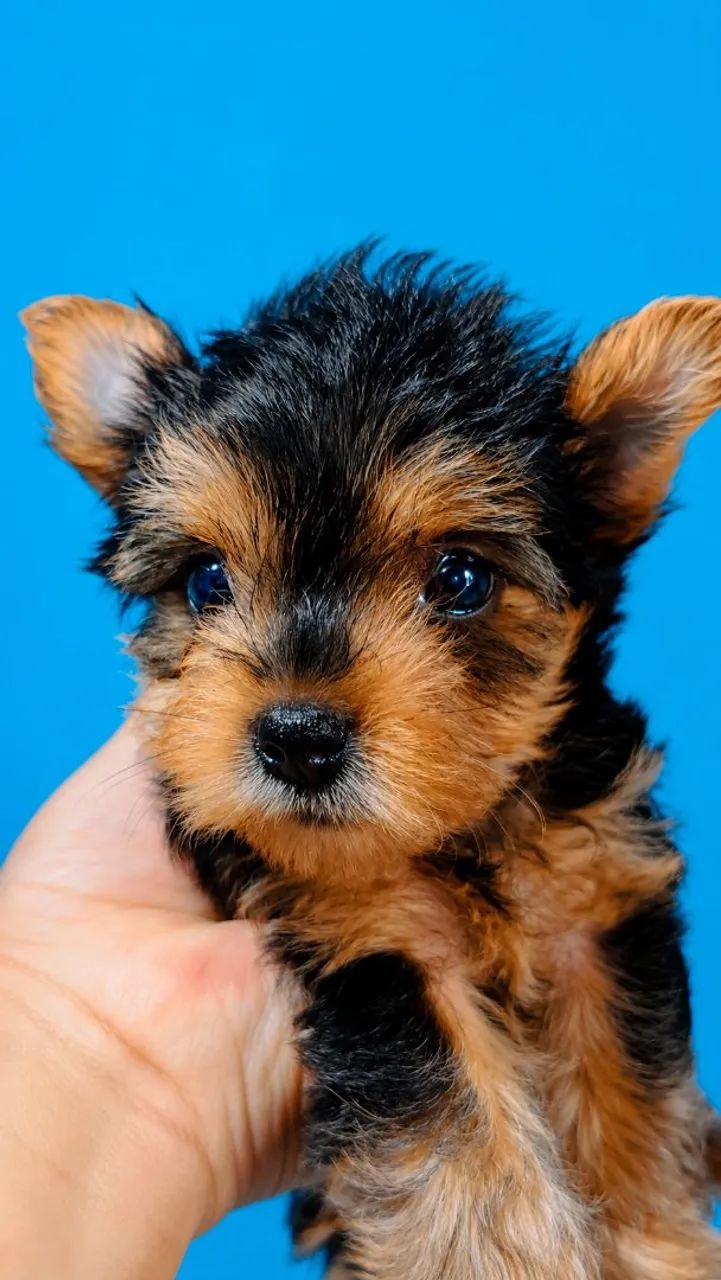 Bella Yorkshire Terrier Micro  - Foto 4