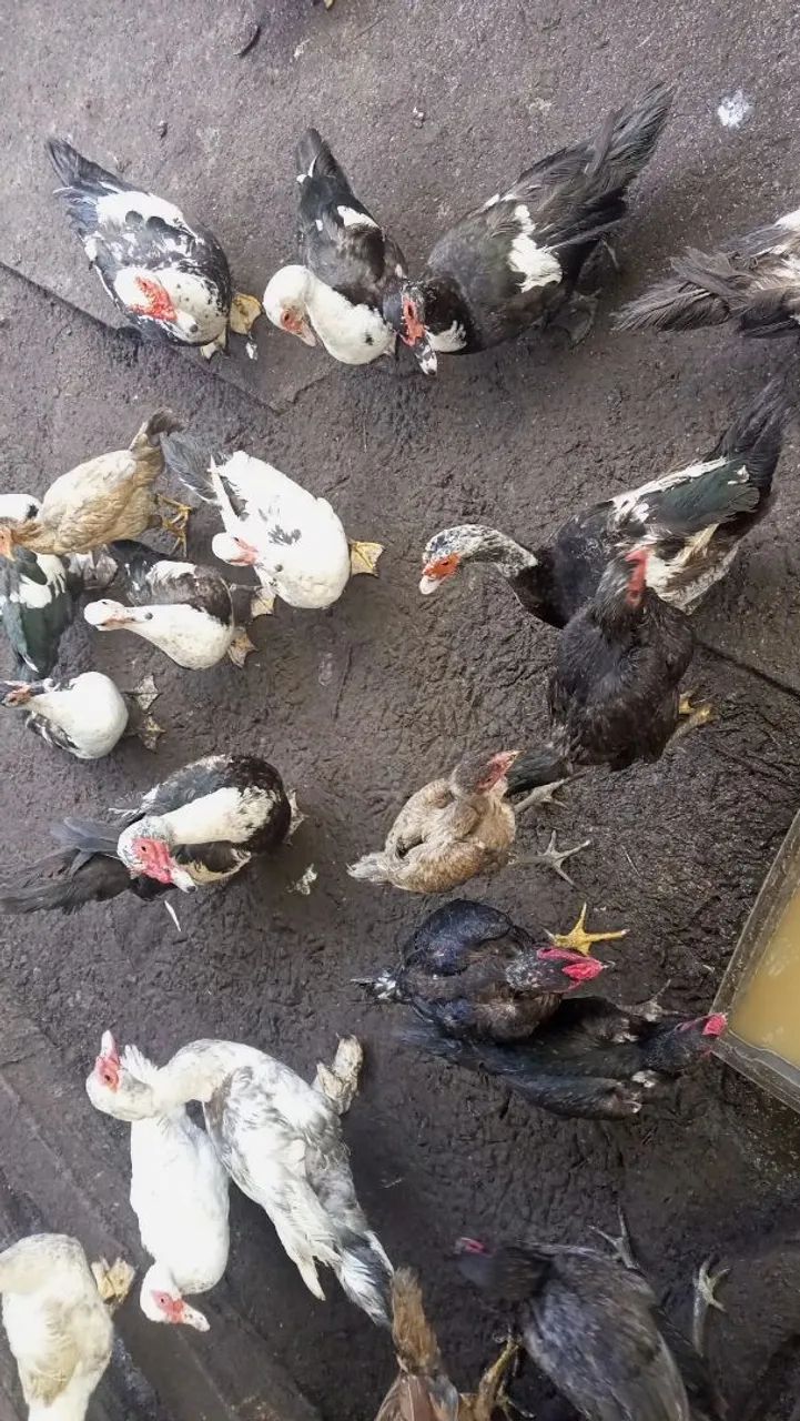Galinha e pato  - Foto 5