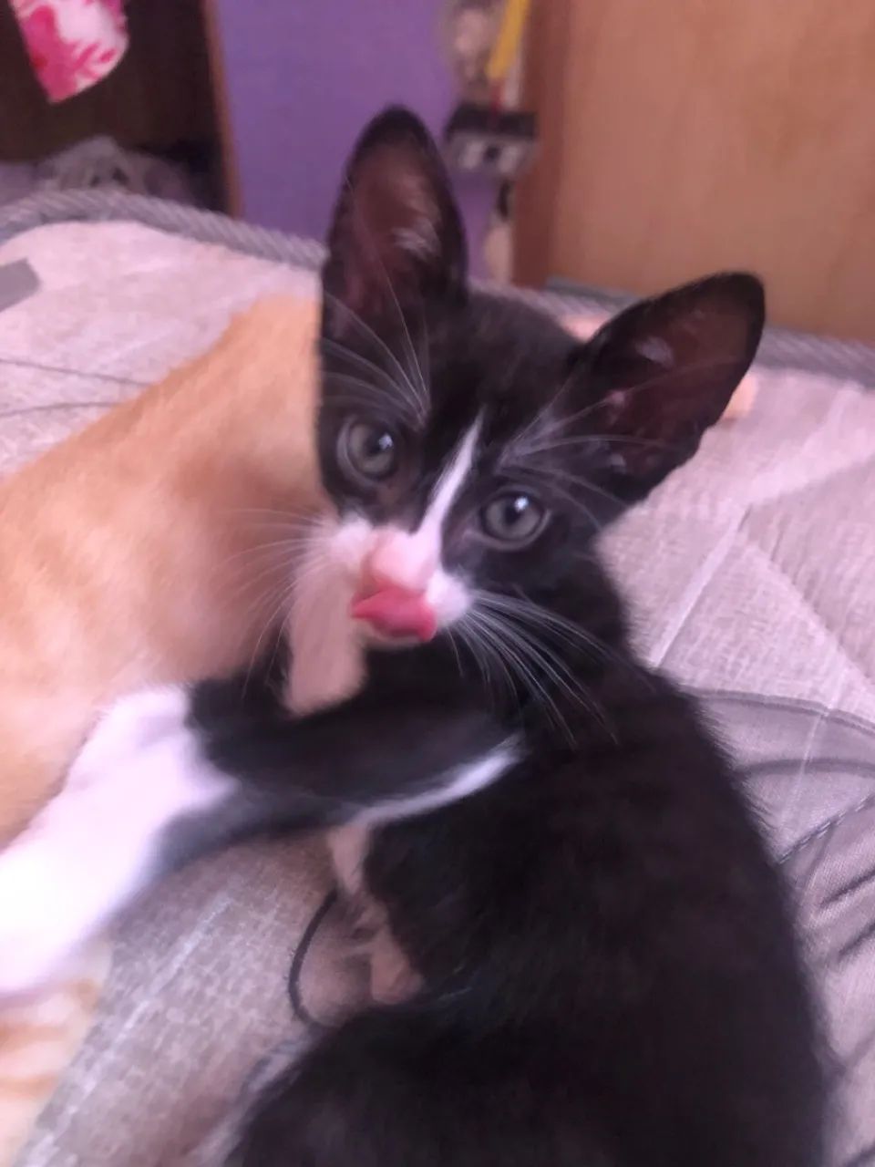Gatinhos  - Foto 3