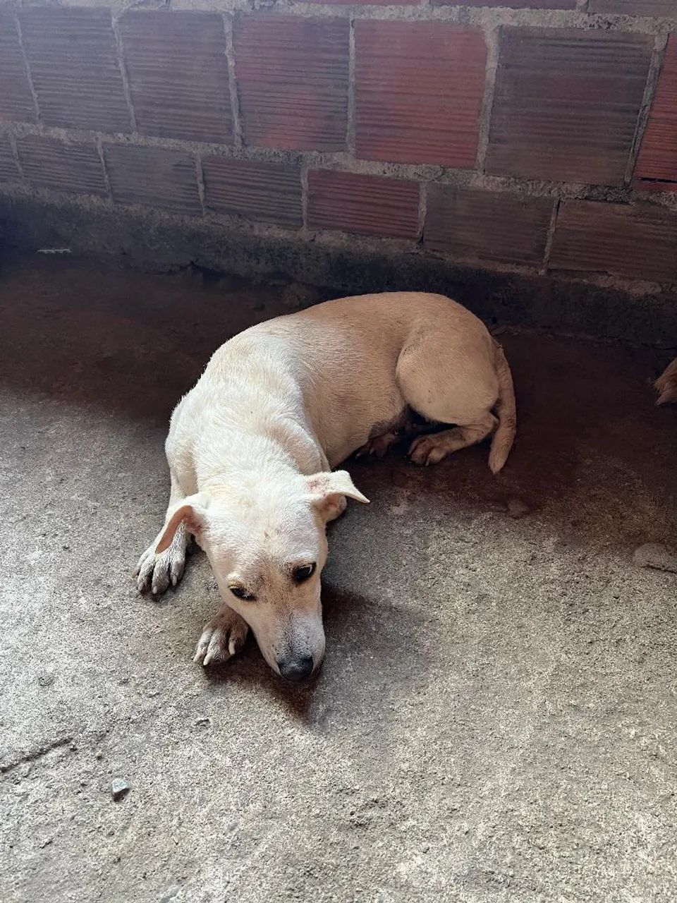 Adoção responsável  - Foto 6