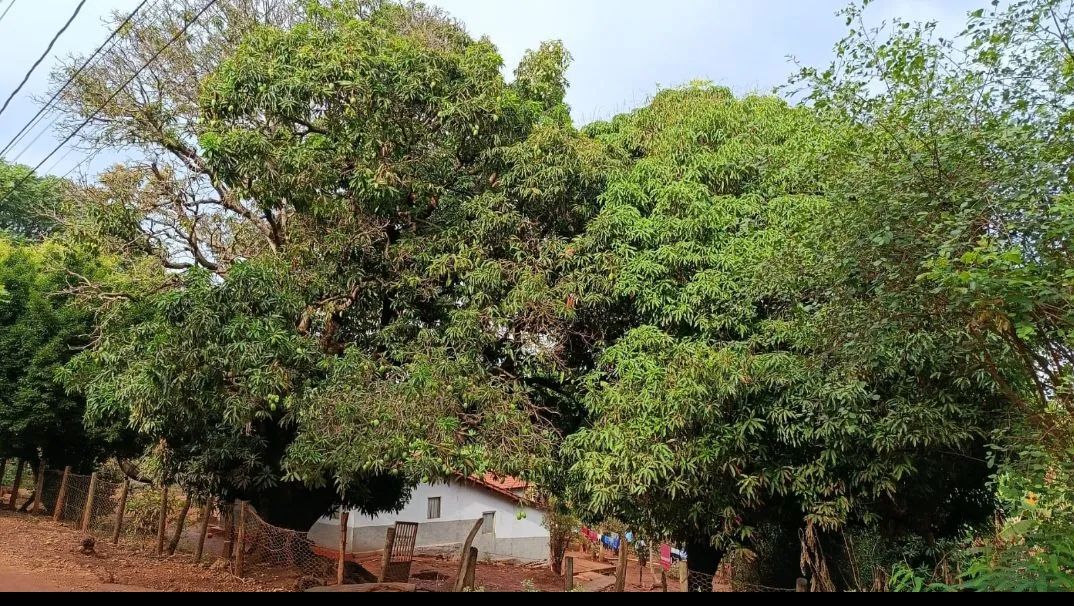 Terreno  - Foto 2