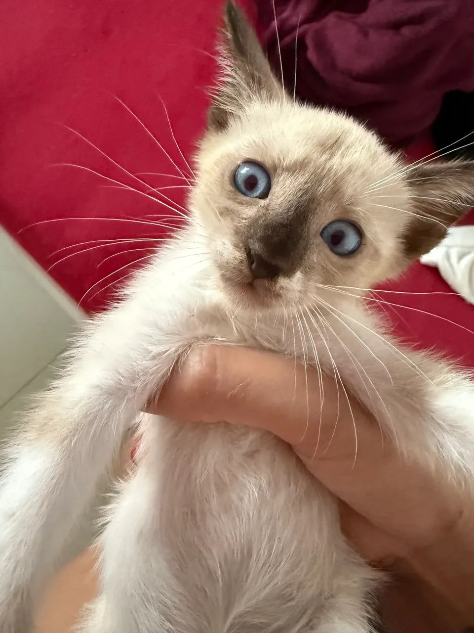 Doação responsável de gatos  - Foto 5