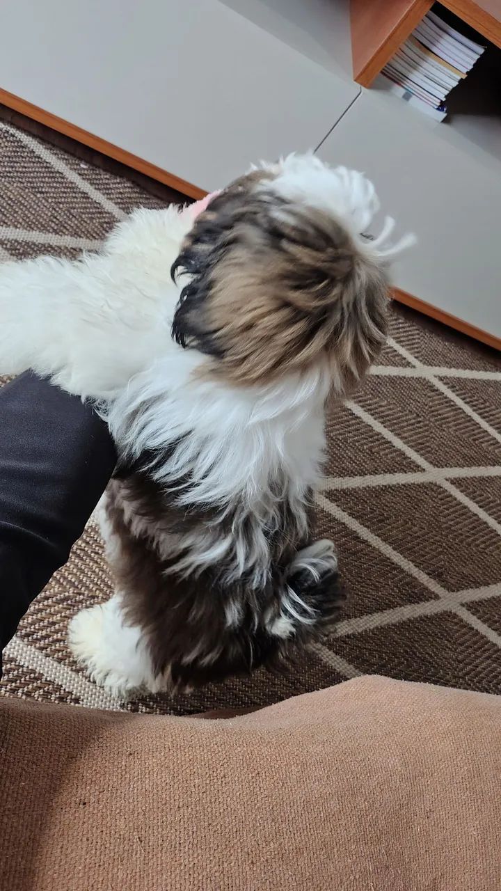 Cão shih Tzu - Foto 2