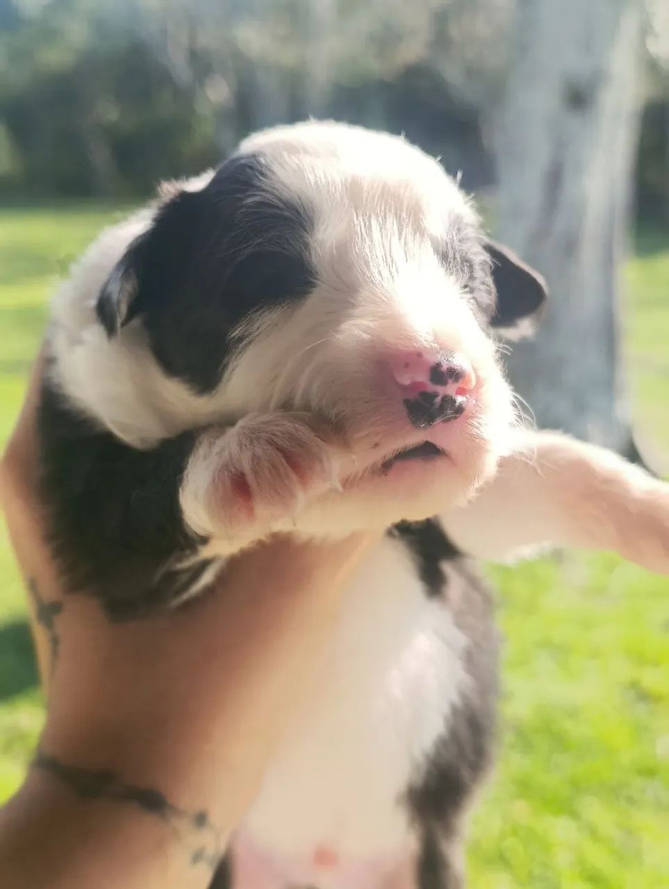 Filhotes de Border collie  - Foto 2