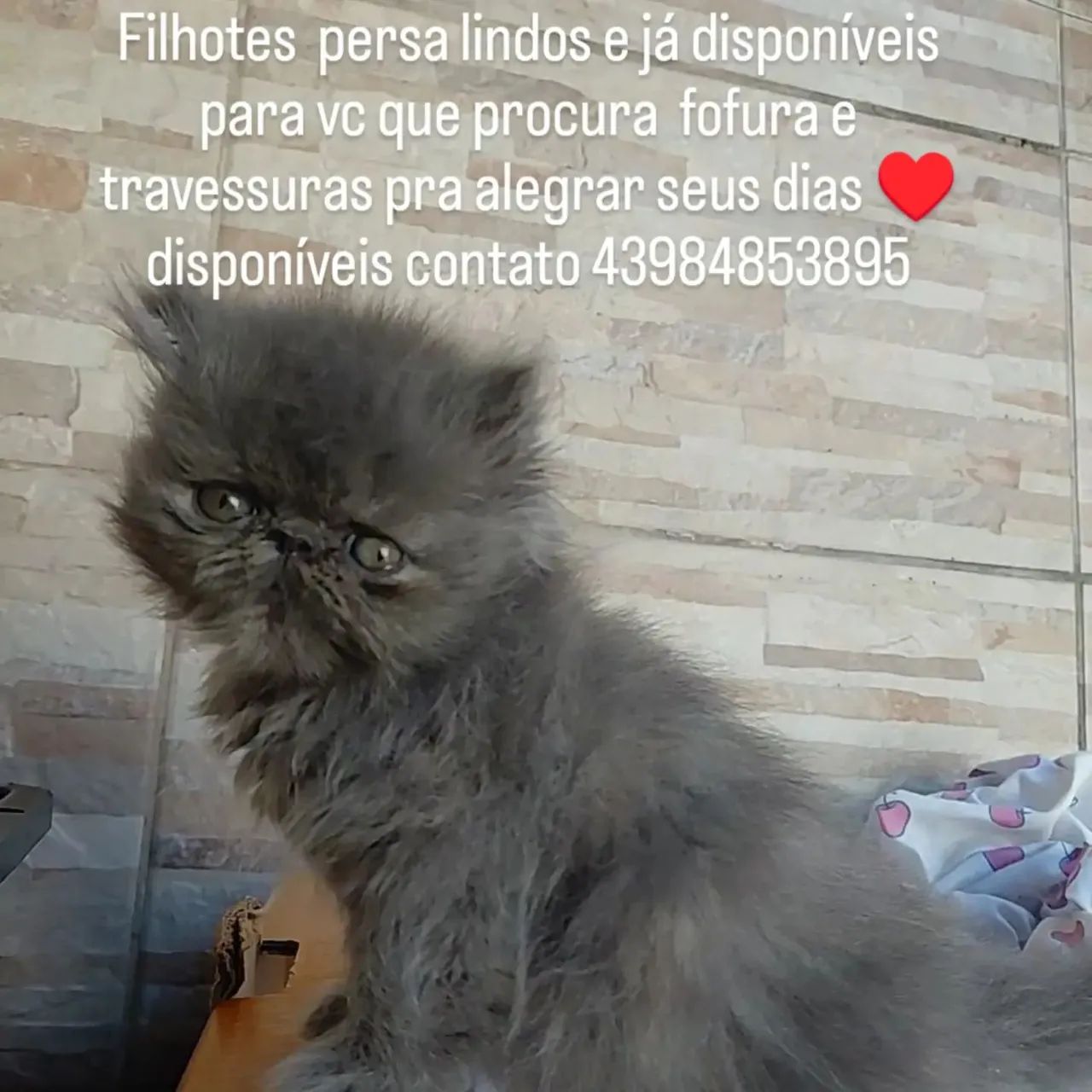Lindos persa disponível 