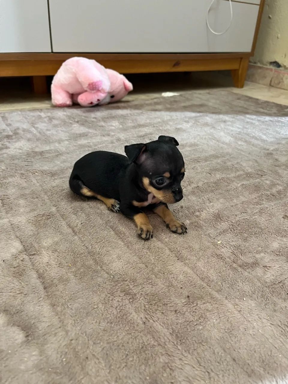 Pinscher 
