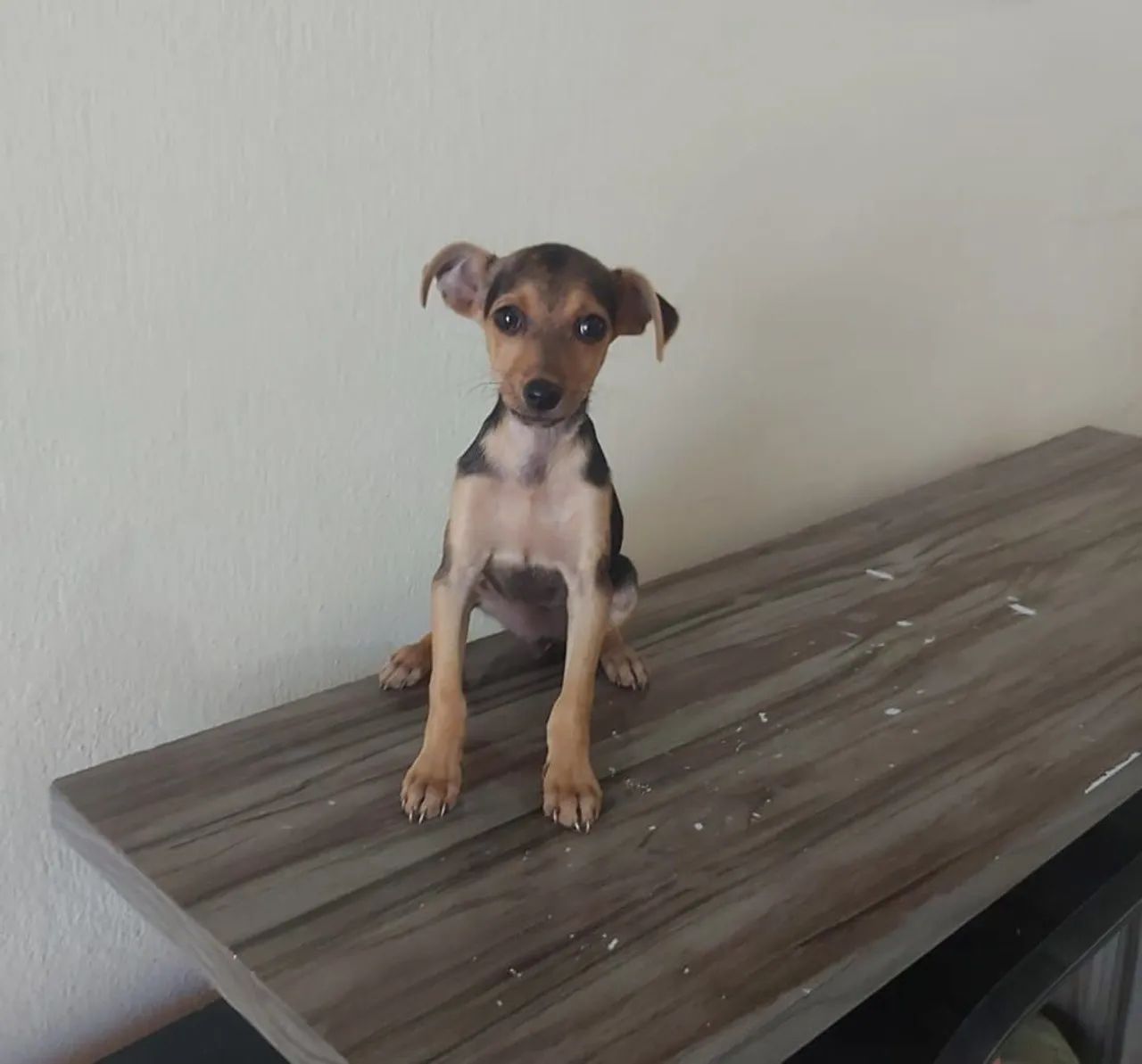 Pinscher (aceito cartão) - Foto 6