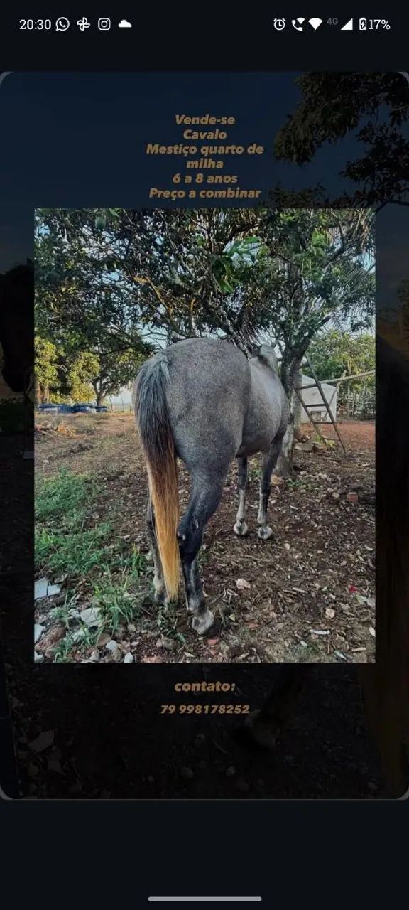 Cavalo quarto de milha