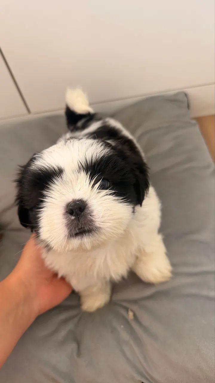 Shitzu mini mil reais  - Foto 2