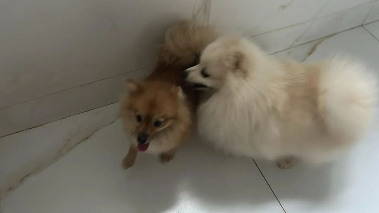 Lulu da Pomerania  - Foto 4