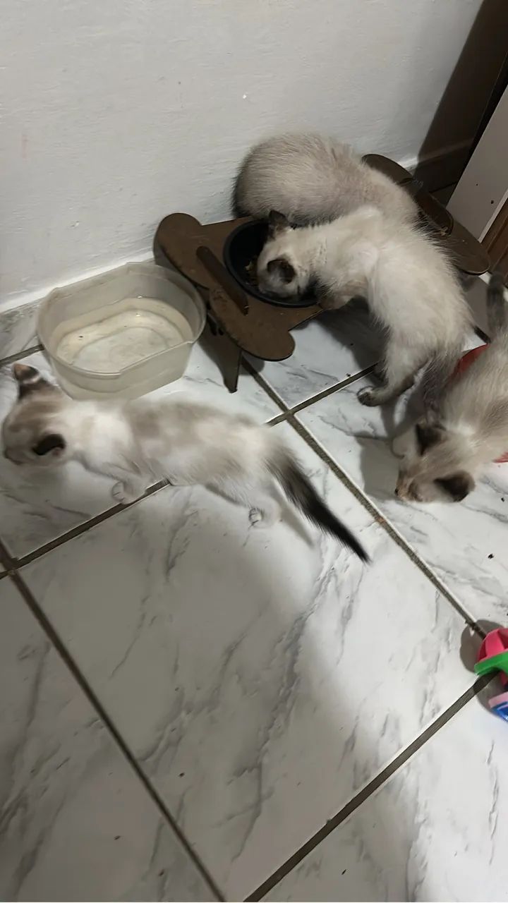 Gatinho - Foto 2