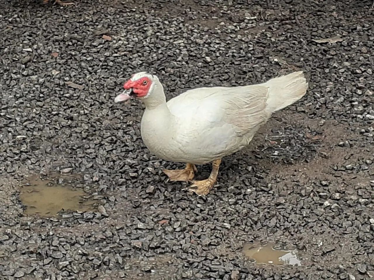 Patos Gigantes  - Foto 2