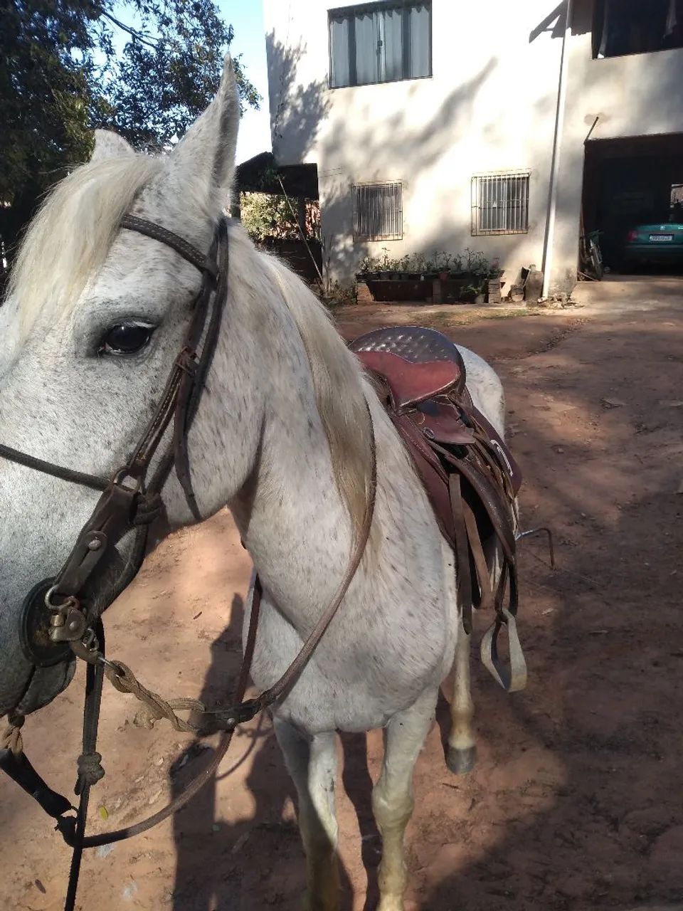 Cavalo marcha picada  - Foto 3