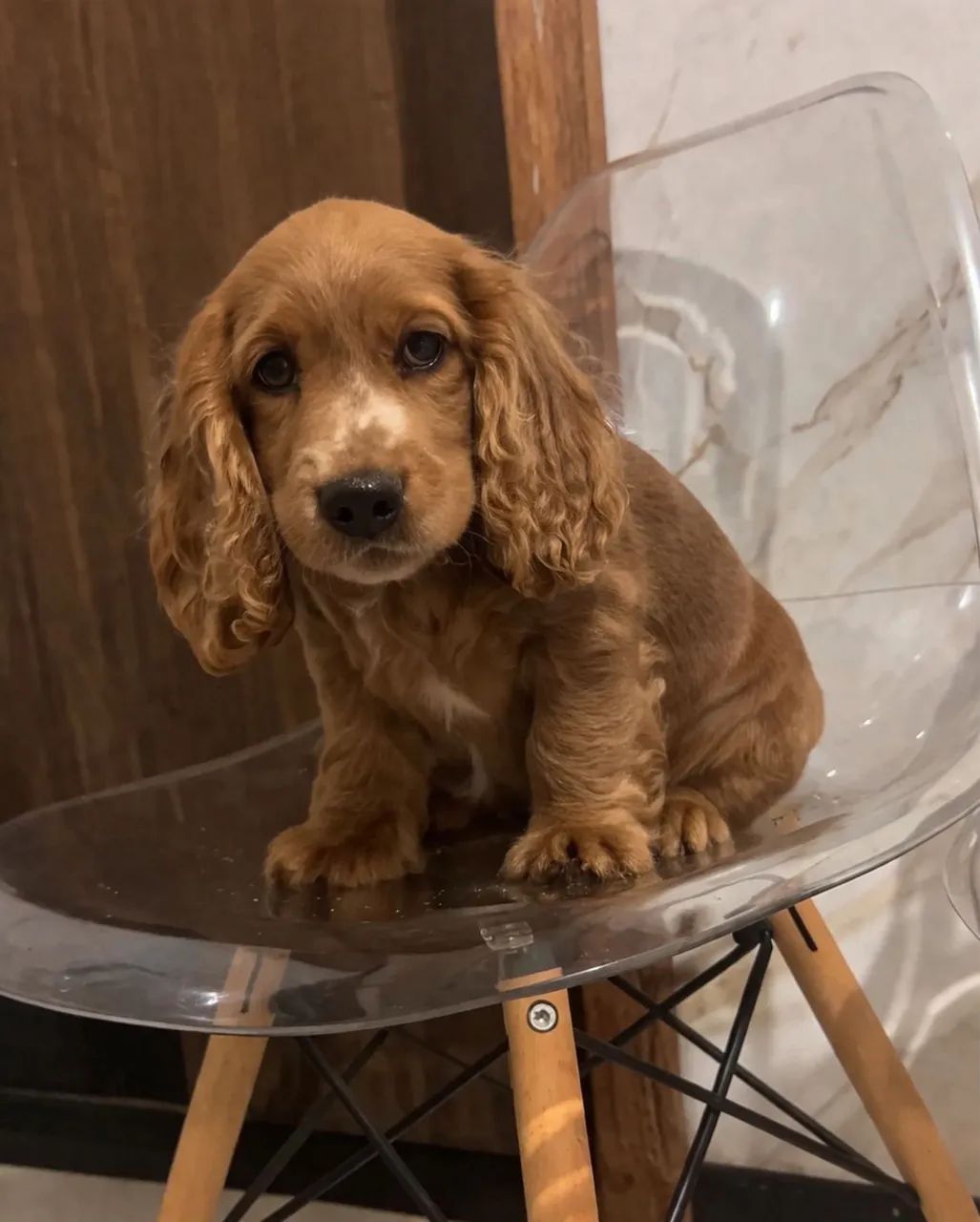 Coker spaniel  - Foto 5