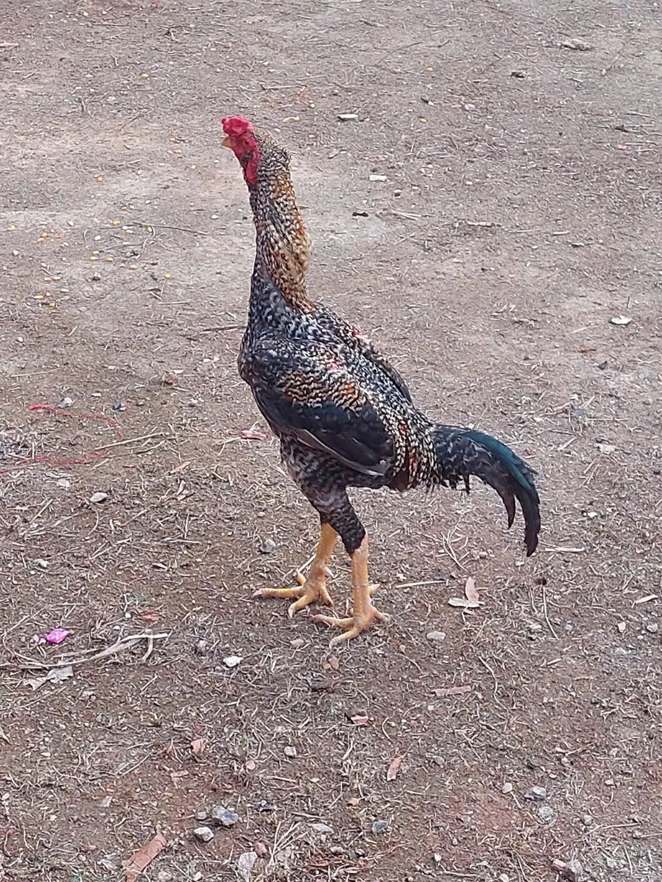 Galos ?  - Foto 3