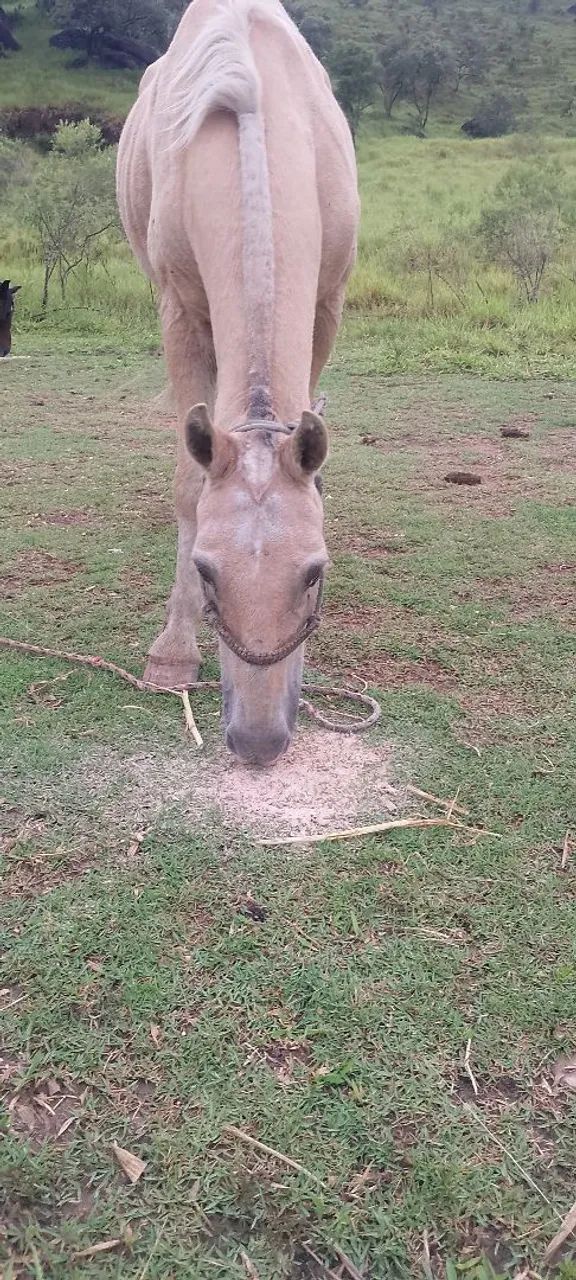 Cavalo baio marilio marchador - Foto 5